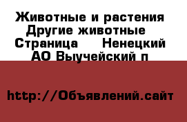 Животные и растения Другие животные - Страница 2 . Ненецкий АО,Выучейский п.